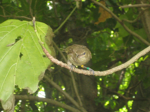 Seychelles Warbler Seychelles Warbler